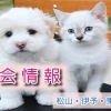 譲渡会・愛犬のしつけ方教室などイベント情報 松山・伊予・東温・松前・砥部