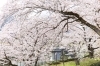 小道の桜