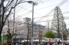 市役所と桜