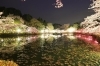 弁天湖の“逆さ桜”