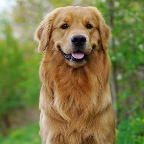 Golden Retriever「Teacher'sコーナー41号  America's Top 5 Favorite Dog Breeds【蘇我駅近くの英会話教室】043-209-2310」