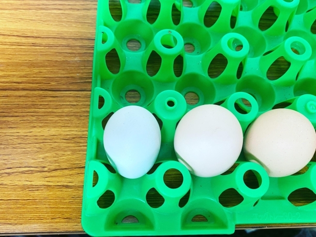 1番左の青い卵が岡崎アロウカナ「岡崎アロウカナが初卵を迎えました【岡崎アロウカナの卵をお求めなら悠々ファームへ】」