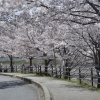 さくらさくらのさんぽみち(土岐川沿い)|瑞浪市の桜スポット