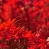 酒田市・遊佐町・庄内町エリア「紅葉の美」