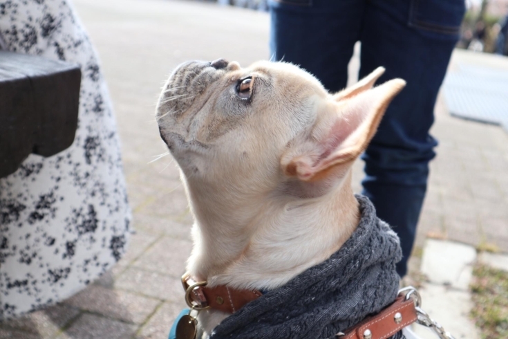 我が家の愛犬♪「休日のお散歩！」