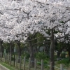 【寝屋川市】友呂岐緑地の桜
