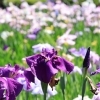 花菖蒲の名所【相模原公園】 水無月園の花菖蒲が見ごろ♪