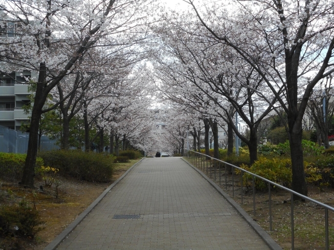 センター北、都筑小学校前の歩行者専用道。「都筑区内ソメイヨシノ（桜）の開花状況（３月２７日現在）」