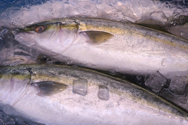 若子「八千代市、佐倉市の鮮魚店  　勝田台から徒歩10分　 魚や山粋（ヤマスイ) 【16日(水)地魚下処理無料】」