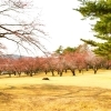 小渡平(こわたりたい)公園キャンプ場