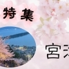 宮津 桜・お花見スポット