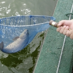 成田養魚園で釣り堀デビュー