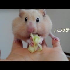 食事と開脚☆おもしろ可愛いハムスターcute funny hamster　＃42