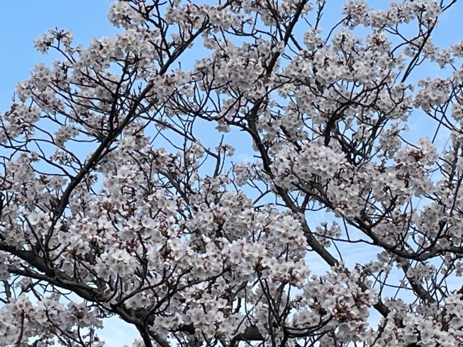 週末は桜吹雪か？「今日からは暖かくなるようです。桜はまだがんばっていますね❣️」