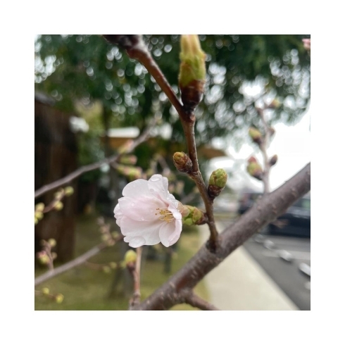 「Arakiの桜開花を記念して『さくらいちごショート』販売します✨」