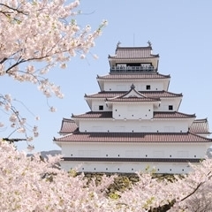 定点観測＊＊鶴ヶ城公園の桜＊＊