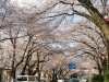 夜は桜のライトアップもあります