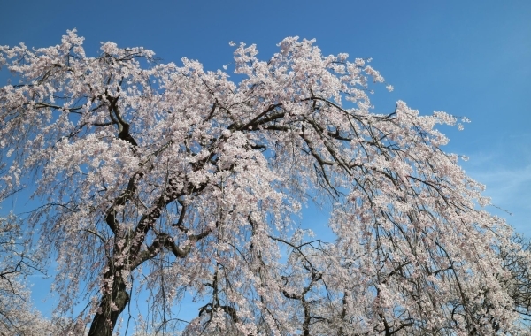 お花見スポット【花巻・北上・一関・奥州・西和賀・金ケ崎・平泉】