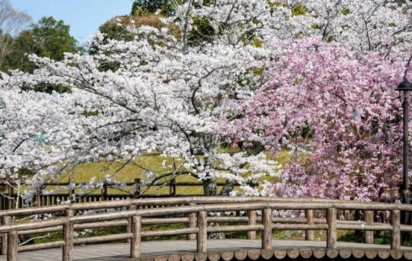 津市・松阪市周辺のお花見・桜スポット