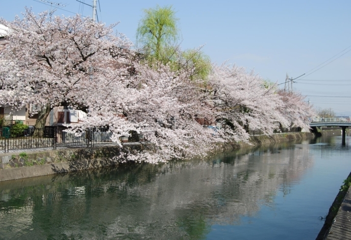 「【新着記事】『お花見するならここ！京都市伏見区の桜特集』を公開しました！　＠京都市伏見区」