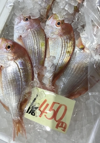 「魚魚市場鮮魚コーナーおすすめは「伊勢えび」です♪」