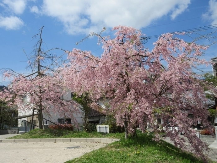 熊野町の桜スポットはこちら