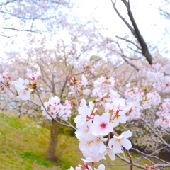 【横浜市港北区のお花見スポット】高田西公園