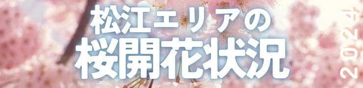 2024年☆山陰の桜開花状況【島根/鳥取】