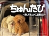 ちゅんたび ~市原発・愛犬と車旅~