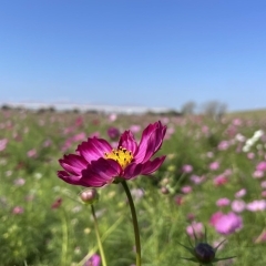【2023年10月12日(木)撮影】コスモス開花状況~コスモスアリーナふきあげ(埼玉県鴻巣市)