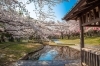 大山緑地の桜たち