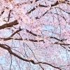 東村山・小平・東大和の桜スポット30選|お花見散歩マップ2026