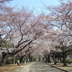 緑ヶ丘霊園｜高津区