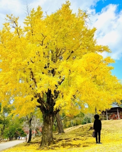 「奈良のお散歩4  〜奈良公園〜」