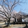 加古川の春、教信寺の桜散策へ——心ほどけるひととき