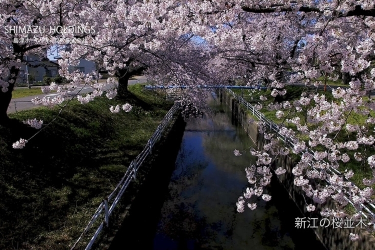 阿賀野川周辺「【ドローン空撮】華やかさを求めるなら「春」！」