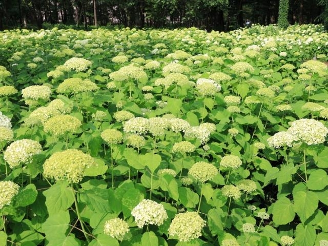 アナベルは撮影時期がちょっと早かったですね。