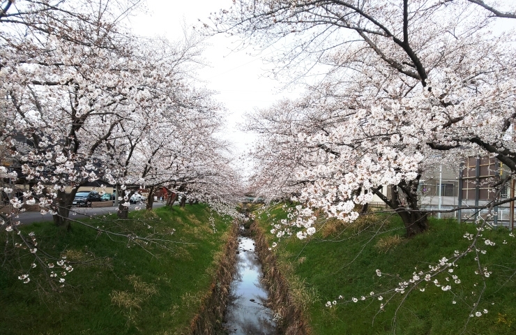 新繁田川のさくらです～♪「春よ、来い♪　2022年は桜の開花が平年並み！？　地元でお花見、桜（さくら）スポット情報公開中！」