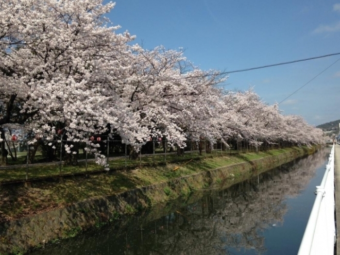 海田町の桜スポットはこちら