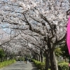 上尾さくらまつり2018 3月24日(土)~4月1日(日)