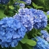 【雫石】あじさいロード