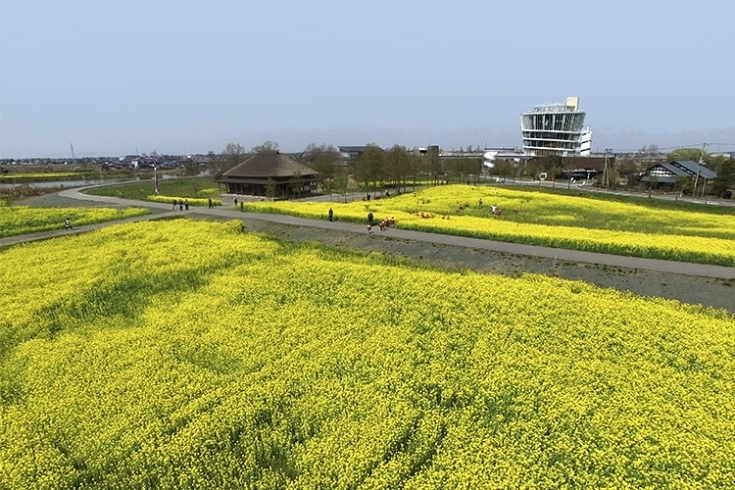 福島潟周辺「【ドローン空撮】華やかさを求めるなら「春」！」