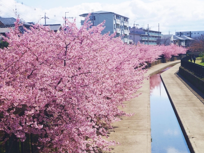 淀水路の桜