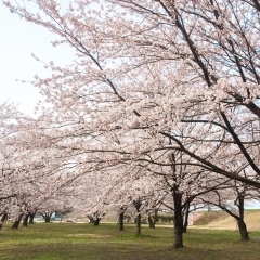 加治川治水記念公園【新発田】