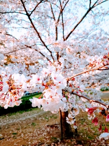 和歌山城の桜(今年ではありません)「和歌山でお花見するならココ！おすすめスポット紹介」