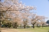 桜も何とかもってくれました