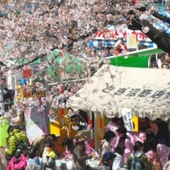 春だ、桜が咲いた!! 4/5は「さぎ沼さくらまつり」