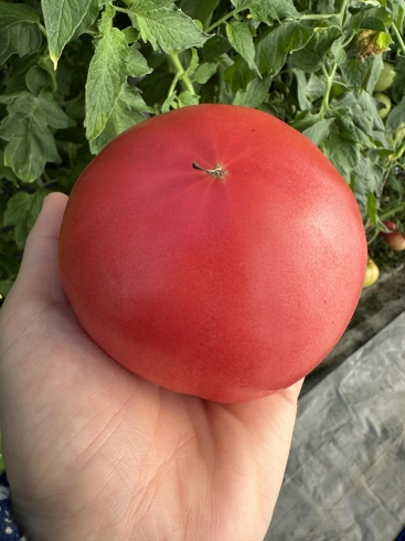 しっかりと色付いたものを収穫しています「さくらい農園の桃太郎トマト」