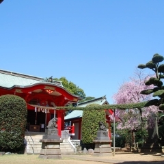 森浅間神社（磯子区）　赤い社殿と樹々、桜のコントラストが美しく映える