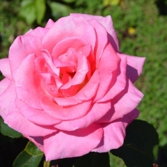 伊奈町バラマスターズから、バラの開花状況とイベントなどをお知らせします。
